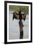 Chobe River, Botswana. Africa. African Darter dries its wings on a tree stump over the Chobe River.-Karen Ann Sullivan-Framed Photographic Print