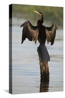 Chobe River, Botswana. Africa. African Darter dries its wings on a tree stump over the Chobe River.-Karen Ann Sullivan-Stretched Canvas