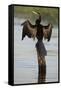 Chobe River, Botswana. Africa. African Darter dries its wings on a tree stump over the Chobe River.-Karen Ann Sullivan-Framed Stretched Canvas