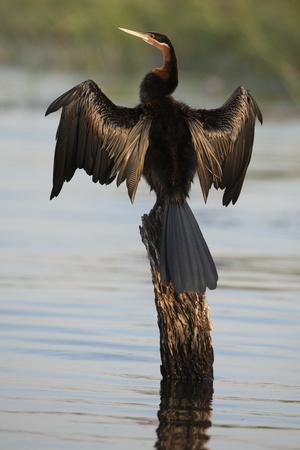 https://imgc.allpostersimages.com/img/posters/chobe-river-botswana-africa-african-darter-dries-its-wings-on-a-tree-stump-over-the-chobe-river_u-L-Q1DEHO40.jpg?artPerspective=n