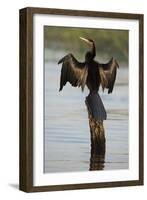 Chobe River, Botswana. Africa. African Darter dries its wings on a tree stump over the Chobe River.-Karen Ann Sullivan-Framed Photographic Print