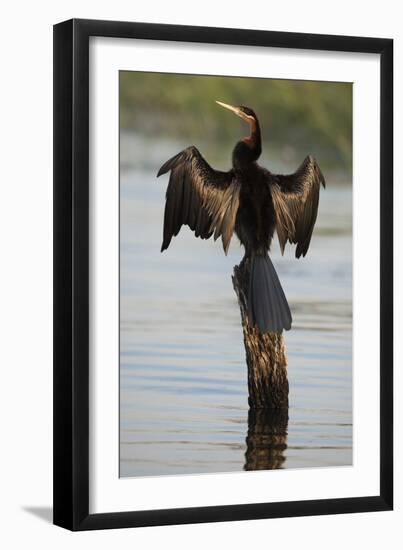 Chobe River, Botswana. Africa. African Darter dries its wings on a tree stump over the Chobe River.-Karen Ann Sullivan-Framed Photographic Print