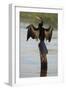 Chobe River, Botswana. Africa. African Darter dries its wings on a tree stump over the Chobe River.-Karen Ann Sullivan-Framed Photographic Print