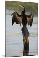 Chobe River, Botswana. Africa. African Darter dries its wings on a tree stump over the Chobe River.-Karen Ann Sullivan-Mounted Photographic Print