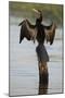 Chobe River, Botswana. Africa. African Darter dries its wings on a tree stump over the Chobe River.-Karen Ann Sullivan-Mounted Photographic Print