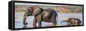 Chobe River, Botswana, Africa. African Elephant mother and calf cross the Chobe River.-Karen Ann Sullivan-Framed Stretched Canvas