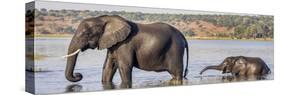 Chobe River, Botswana, Africa. African Elephant mother and calf cross the Chobe River.-Karen Ann Sullivan-Stretched Canvas