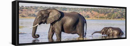 Chobe River, Botswana, Africa. African Elephant mother and calf cross the Chobe River.-Karen Ann Sullivan-Framed Stretched Canvas