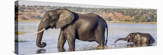 Chobe River, Botswana, Africa. African Elephant mother and calf cross the Chobe River.-Karen Ann Sullivan-Stretched Canvas