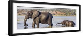 Chobe River, Botswana, Africa. African Elephant mother and calf cross the Chobe River.-Karen Ann Sullivan-Framed Photographic Print