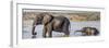 Chobe River, Botswana, Africa. African Elephant mother and calf cross the Chobe River.-Karen Ann Sullivan-Framed Photographic Print