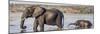 Chobe River, Botswana, Africa. African Elephant mother and calf cross the Chobe River.-Karen Ann Sullivan-Mounted Photographic Print