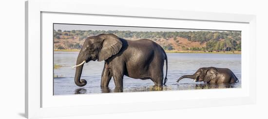 Chobe River, Botswana, Africa. African Elephant mother and calf cross the Chobe River.-Karen Ann Sullivan-Framed Photographic Print