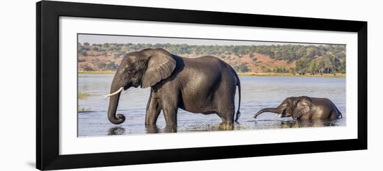 Chobe River, Botswana, Africa. African Elephant mother and calf cross the Chobe River.-Karen Ann Sullivan-Framed Photographic Print