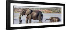 Chobe River, Botswana, Africa. African Elephant mother and calf cross the Chobe River.-Karen Ann Sullivan-Framed Photographic Print