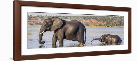 Chobe River, Botswana, Africa. African Elephant mother and calf cross the Chobe River.-Karen Ann Sullivan-Framed Photographic Print