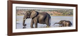 Chobe River, Botswana, Africa. African Elephant mother and calf cross the Chobe River.-Karen Ann Sullivan-Framed Photographic Print