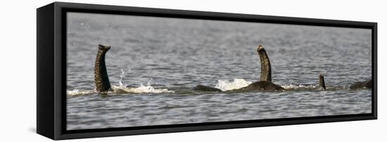 Chobe River, Botswana, Africa. African Elephant trunks stick out of the water while swimming.-Karen Ann Sullivan-Framed Stretched Canvas