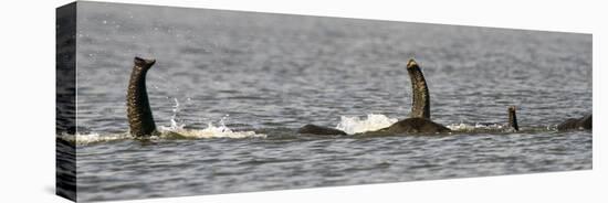 Chobe River, Botswana, Africa. African Elephant trunks stick out of the water while swimming.-Karen Ann Sullivan-Stretched Canvas