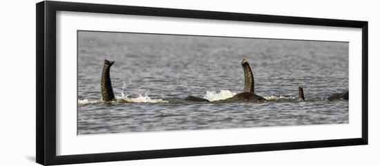 Chobe River, Botswana, Africa. African Elephant trunks stick out of the water while swimming.-Karen Ann Sullivan-Framed Photographic Print