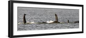 Chobe River, Botswana, Africa. African Elephant trunks stick out of the water while swimming.-Karen Ann Sullivan-Framed Photographic Print