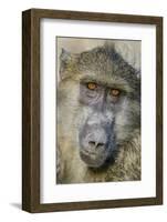 Chobe River, Botswana, Africa. Chacma Baboon.-Karen Ann Sullivan-Framed Photographic Print