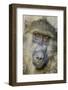 Chobe River, Botswana, Africa. Chacma Baboon.-Karen Ann Sullivan-Framed Photographic Print