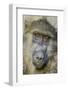 Chobe River, Botswana, Africa. Chacma Baboon.-Karen Ann Sullivan-Framed Photographic Print