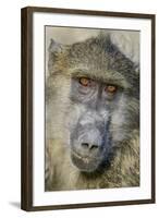 Chobe River, Botswana, Africa. Chacma Baboon.-Karen Ann Sullivan-Framed Photographic Print