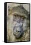 Chobe River, Botswana, Africa. Chacma Baboon.-Karen Ann Sullivan-Framed Stretched Canvas