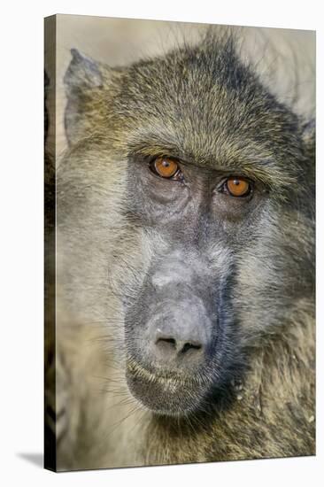 Chobe River, Botswana, Africa. Chacma Baboon.-Karen Ann Sullivan-Stretched Canvas