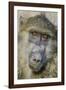 Chobe River, Botswana, Africa. Chacma Baboon.-Karen Ann Sullivan-Framed Photographic Print