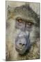 Chobe River, Botswana, Africa. Chacma Baboon.-Karen Ann Sullivan-Mounted Photographic Print