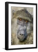 Chobe River, Botswana, Africa. Chacma Baboon.-Karen Ann Sullivan-Framed Photographic Print