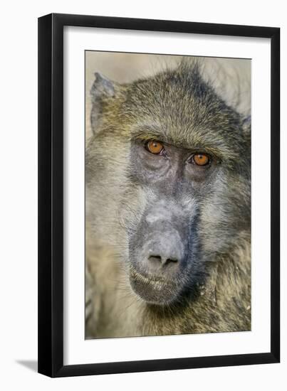 Chobe River, Botswana, Africa. Chacma Baboon.-Karen Ann Sullivan-Framed Photographic Print