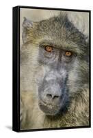 Chobe River, Botswana, Africa. Chacma Baboon.-Karen Ann Sullivan-Framed Stretched Canvas