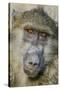 Chobe River, Botswana, Africa. Chacma Baboon.-Karen Ann Sullivan-Stretched Canvas