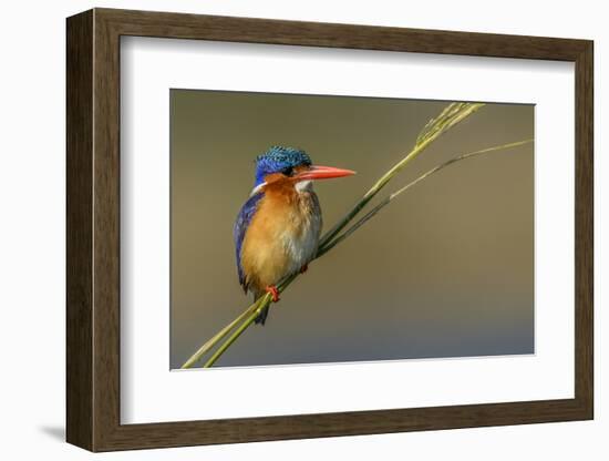 Chobe River, Botswana, Africa. Malachite Kingfisher.-Karen Ann Sullivan-Framed Photographic Print