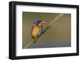 Chobe River, Botswana, Africa. Malachite Kingfisher.-Karen Ann Sullivan-Framed Photographic Print