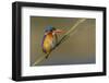 Chobe River, Botswana, Africa. Malachite Kingfisher.-Karen Ann Sullivan-Framed Photographic Print