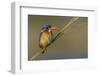 Chobe River, Botswana, Africa. Malachite Kingfisher.-Karen Ann Sullivan-Framed Photographic Print