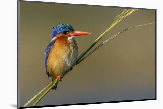 Chobe River, Botswana, Africa. Malachite Kingfisher.-Karen Ann Sullivan-Mounted Photographic Print