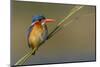 Chobe River, Botswana, Africa. Malachite Kingfisher.-Karen Ann Sullivan-Mounted Photographic Print