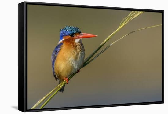 Chobe River, Botswana, Africa. Malachite Kingfisher.-Karen Ann Sullivan-Framed Stretched Canvas