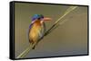 Chobe River, Botswana, Africa. Malachite Kingfisher.-Karen Ann Sullivan-Framed Stretched Canvas