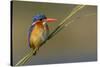 Chobe River, Botswana, Africa. Malachite Kingfisher.-Karen Ann Sullivan-Stretched Canvas