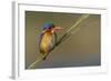 Chobe River, Botswana, Africa. Malachite Kingfisher.-Karen Ann Sullivan-Framed Photographic Print