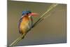 Chobe River, Botswana, Africa. Malachite Kingfisher.-Karen Ann Sullivan-Mounted Photographic Print