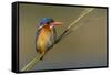 Chobe River, Botswana, Africa. Malachite Kingfisher.-Karen Ann Sullivan-Framed Stretched Canvas