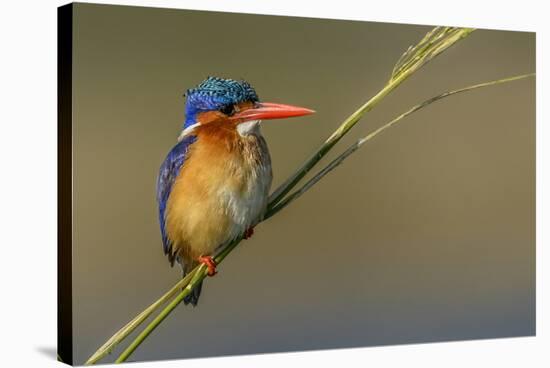 Chobe River, Botswana, Africa. Malachite Kingfisher.-Karen Ann Sullivan-Stretched Canvas